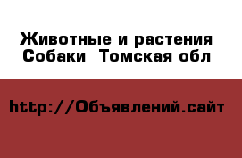 Животные и растения Собаки. Томская обл.